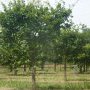 Plantation de chênes truffiers